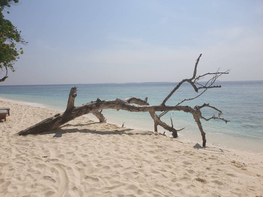 UN TRONCO IN RIVA AL MARE SU UNA SPIAGGIA DI SABBIA BIANCA