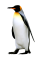 kisspng-king-penguin-antarctica-emperor-penguin-5b331da06cae49.5925406115300765764452